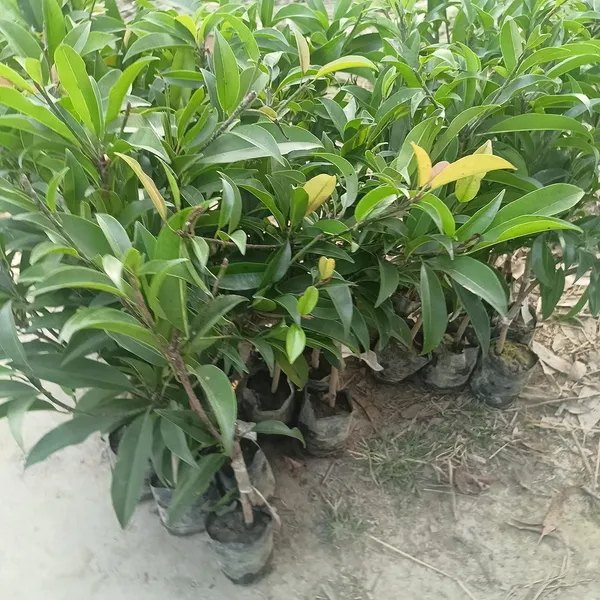 Bahan_Traders_All_Time_Kalapatti_Sapota_Chiku_Sapodilla_Naseberry_Chikoo_Grafted_Live_Plant_(Height_-_1.5_Ft_To_2_Ft)_Healthy_Tree_With_A_Polybag