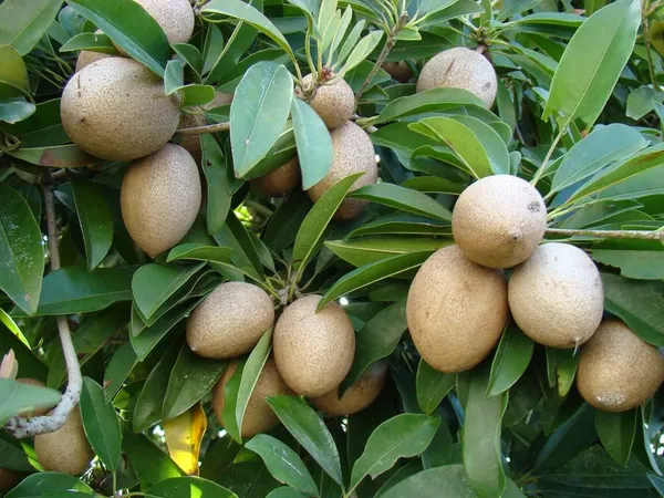 Bahan_Traders_All_Time_Kalapatti_Sapota_Chiku_Sapodilla_Naseberry_Chikoo_Grafted_Live_Plant_(Height_-_1.5_Ft_To_2_Ft)_Healthy_Tree_With_A_Polybag