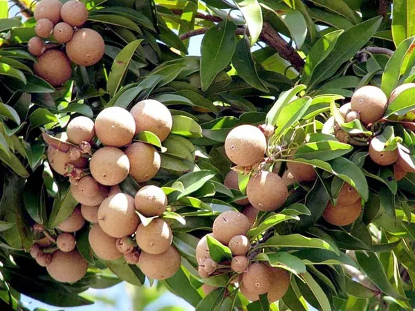 Bahan_Traders_All_Time_Kalapatti_Sapota_Chiku_Sapodilla_Naseberry_Chikoo_Grafted_Live_Plant_(Height_-_1.5_Ft_To_2_Ft)_Healthy_Tree_With_A_Polybag