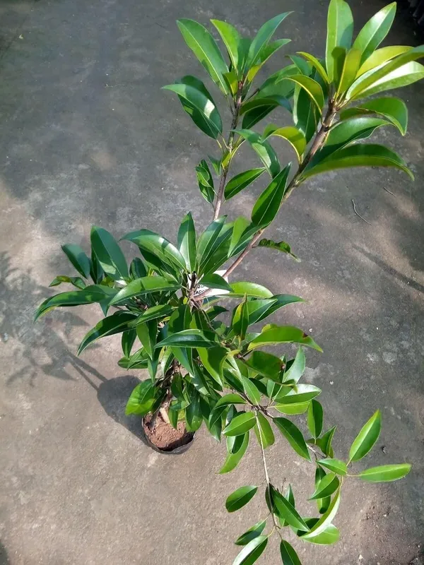 Bahan_Traders_All_Time_Kalapatti_Sapota_Chiku_Sapodilla_Naseberry_Chikoo_Grafted_Live_Plant_(Height_-_1.5_Ft_To_2_Ft)_Healthy_Tree_With_A_Polybag
