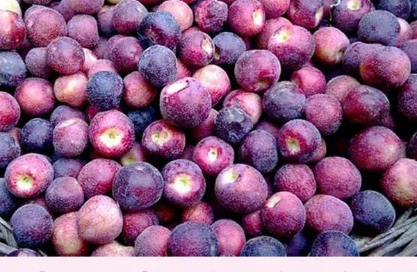 Bahan_Traders_Exclusive_Dwarf_Phalsa_Fruit_Plant_Falsa_Grewia_Asiatica_Hybrid_Fruit_Tree_(Height_1.5_-_2_Ft)