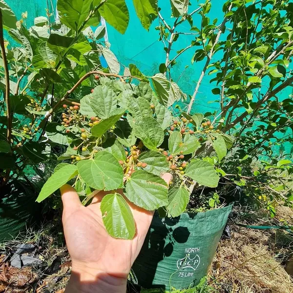 Bahan_Traders_Exclusive_Dwarf_Phalsa_Fruit_Plant_Falsa_Grewia_Asiatica_Hybrid_Fruit_Tree_(Height_1.5_-_2_Ft)