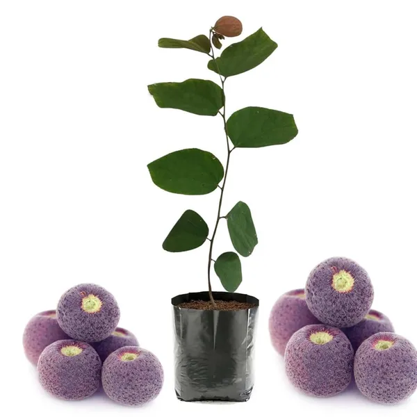 Bahan_Traders_Exclusive_Dwarf_Phalsa_Fruit_Plant_Falsa_Grewia_Asiatica_Hybrid_Fruit_Tree_(Height_1.5_-_2_Ft)