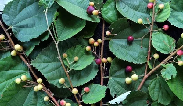Bahan_Traders_Exclusive_Dwarf_Phalsa_Fruit_Plant_Falsa_Grewia_Asiatica_Hybrid_Fruit_Tree_(Height_1.5_-_2_Ft)