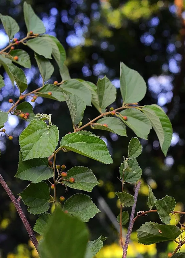 Bahan_Traders_Exclusive_Dwarf_Phalsa_Fruit_Plant_Falsa_Grewia_Asiatica_Hybrid_Fruit_Tree_(Height_1.5_-_2_Ft)