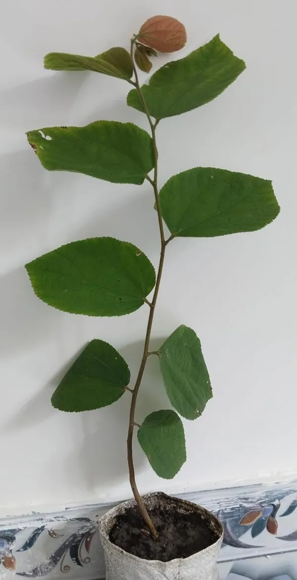 Bahan_Traders_Exclusive_Dwarf_Phalsa_Fruit_Plant_Falsa_Grewia_Asiatica_Hybrid_Fruit_Tree_(Height_1.5_-_2_Ft)