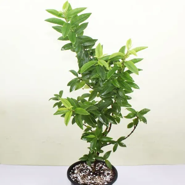 Bahan_Traders_Rare_Big_Size_Amrud_Fruit_Kg_Guava_Tree_Expensive_Apple_Guava_1_Live_Berry_Outdoor_Garden_Plant_(1_Healthy_Live_Plant_With_Polybag)