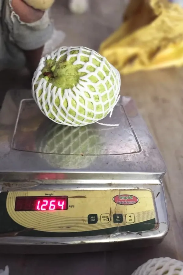 Bahan_Traders_Rare_Big_Size_Amrud_Fruit_Kg_Guava_Tree_Expensive_Apple_Guava_1_Live_Berry_Outdoor_Garden_Plant_(1_Healthy_Live_Plant_With_Polybag)