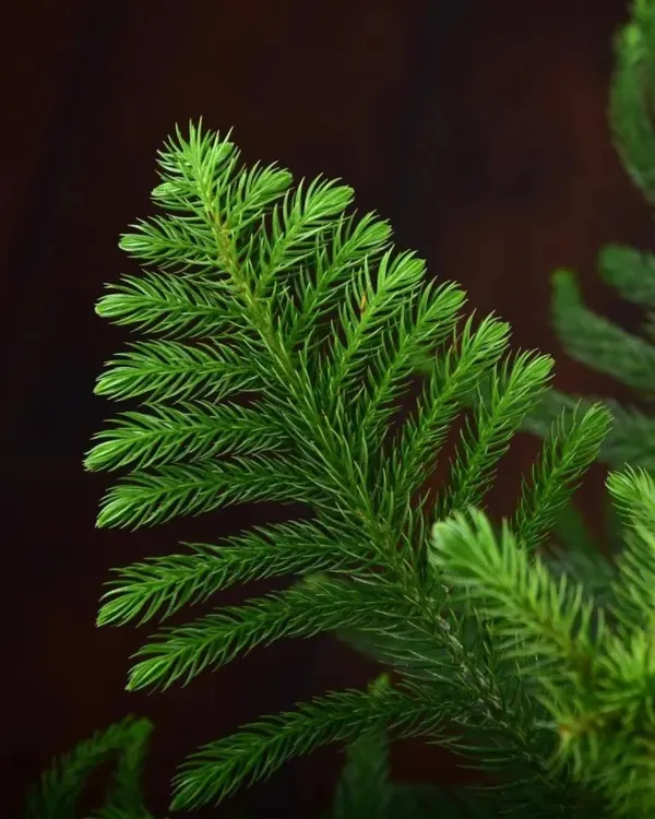 Bahan_Traders_Living_Araucaria_Plant_Air_Purify_Healthy_Christmas_Tree_For_Indoor_And_Outdoor_Decoration