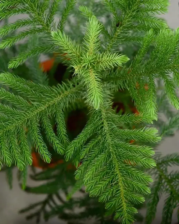 Bahan_Traders_Living_Araucaria_Plant_Air_Purify_Healthy_Christmas_Tree_For_Indoor_And_Outdoor_Decoration