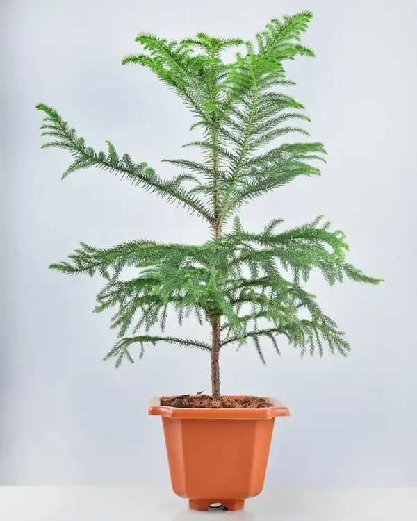 Bahan_Traders_Living_Araucaria_Plant_Air_Purify_Healthy_Christmas_Tree_For_Indoor_And_Outdoor_Decoration