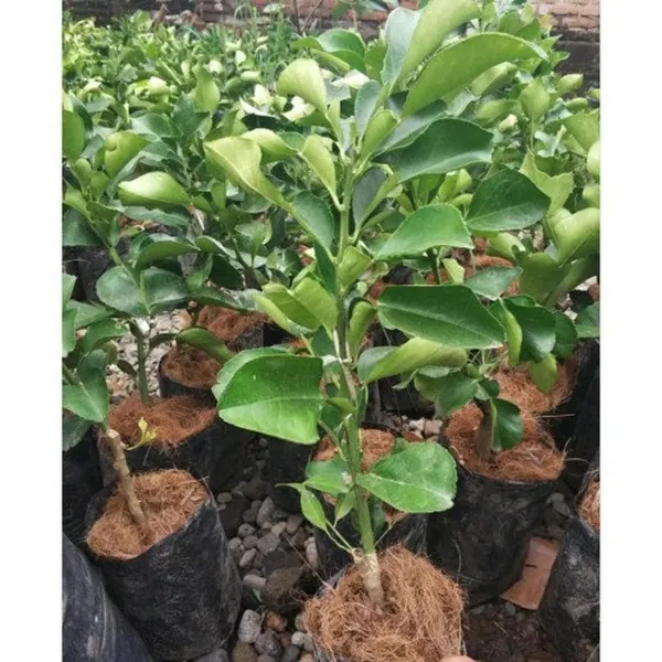 Bahan_Traders_Sweet_Red_Pomelo_Citrus_|_Kambili_Naranga_|_High_Yield_Batabi_Lemon_|_Air_Layering_Fruit_Live_Plant_With_A_Polybag