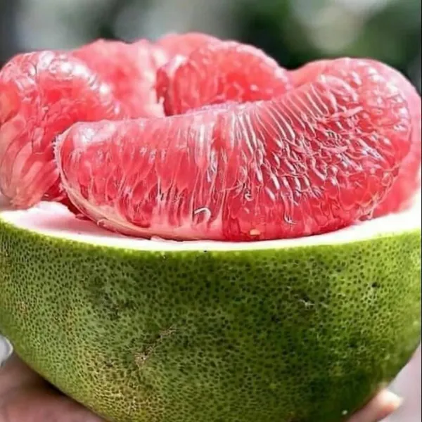 Bahan_Traders_Sweet_Red_Pomelo_Citrus_|_Kambili_Naranga_|_High_Yield_Batabi_Lemon_|_Air_Layering_Fruit_Live_Plant_With_A_Polybag