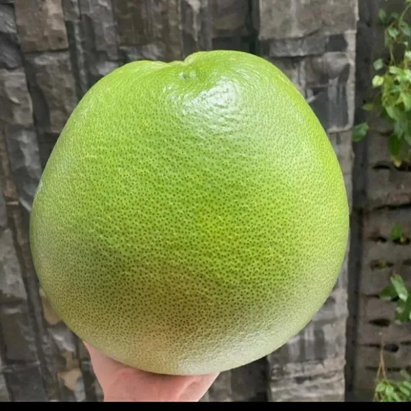 Bahan_Traders_Sweet_Red_Pomelo_Citrus_|_Kambili_Naranga_|_High_Yield_Batabi_Lemon_|_Air_Layering_Fruit_Live_Plant_With_A_Polybag