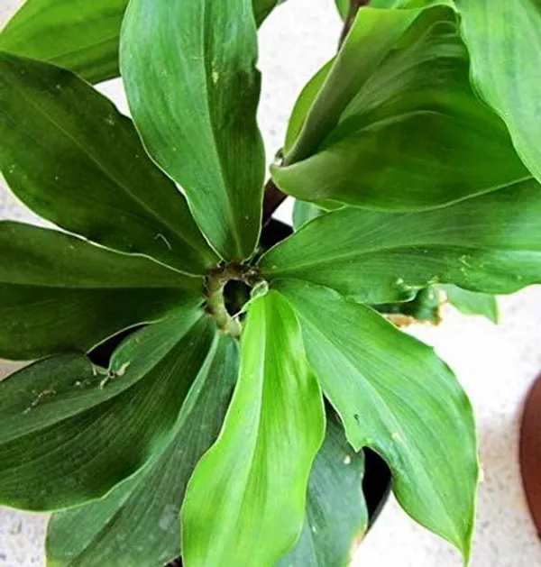 Bahan_Traders_Insulin_Live_Plant_Rare_Insulin_Costus_Igneus_Ayurvedic_Medicinal_Plant_In_Growbag