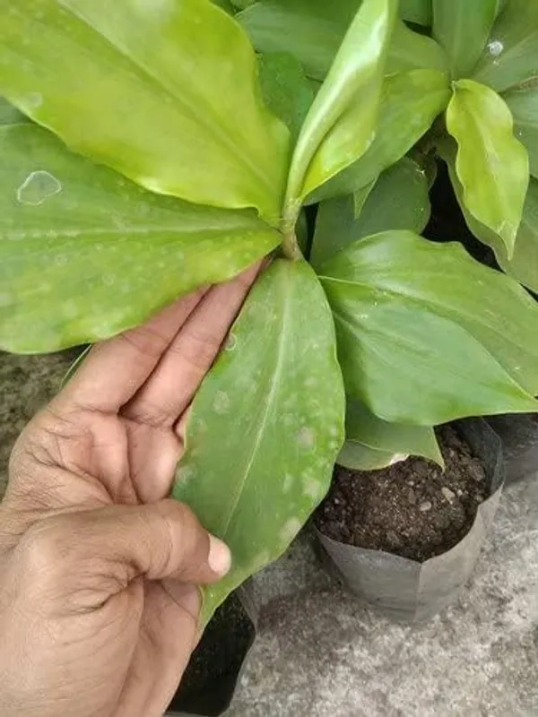 Bahan_Traders_Insulin_Live_Plant_Rare_Insulin_Costus_Igneus_Ayurvedic_Medicinal_Plant_In_Growbag