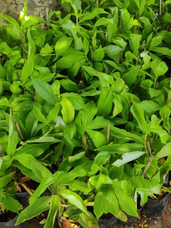 Bahan_Traders_Insulin_Live_Plant_Rare_Insulin_Costus_Igneus_Ayurvedic_Medicinal_Plant_In_Growbag
