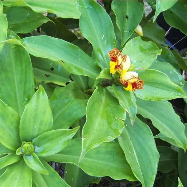Bahan_Traders_Insulin_Live_Plant_Rare_Insulin_Costus_Igneus_Ayurvedic_Medicinal_Plant_In_Growbag
