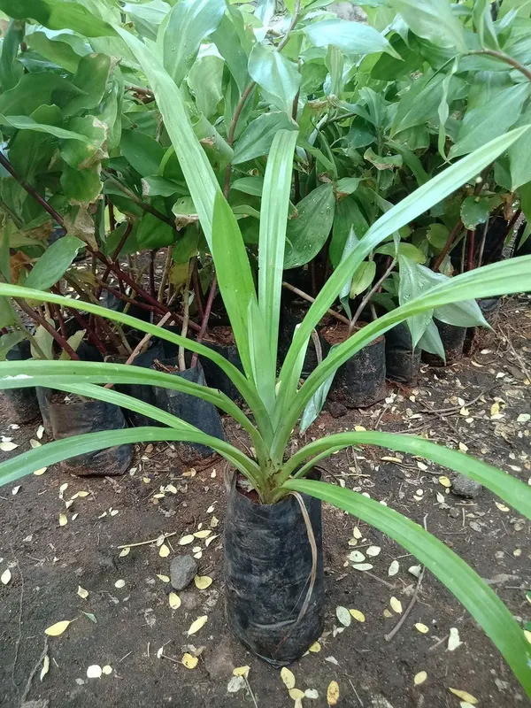 Bahan_Traders_Biriyani_Leaf_Plant_Rambha,_Pandan_Live_Plant_Screw_Pine_Leaf_Annapurna_Edeble_Herbs_Plant