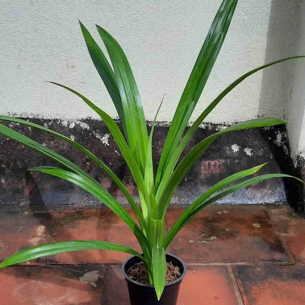 Bahan_Traders_Biriyani_Leaf_Plant_Rambha,_Pandan_Live_Plant_Screw_Pine_Leaf_Annapurna_Edeble_Herbs_Plant
