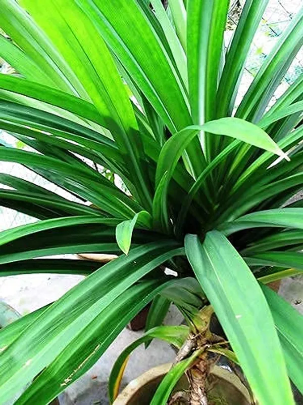 Bahan_Traders_Biriyani_Leaf_Plant_Rambha,_Pandan_Live_Plant_Screw_Pine_Leaf_Annapurna_Edeble_Herbs_Plant