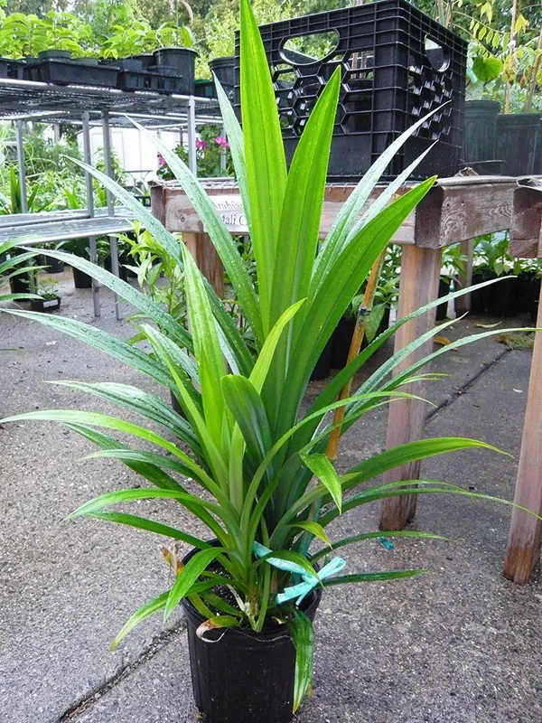 Bahan_Traders_Biriyani_Leaf_Plant_Rambha,_Pandan_Live_Plant_Screw_Pine_Leaf_Annapurna_Edeble_Herbs_Plant