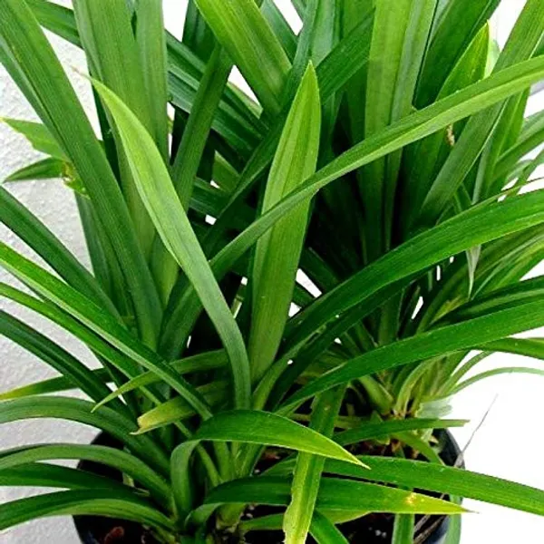 Bahan_Traders_Biriyani_Leaf_Plant_Rambha,_Pandan_Live_Plant_Screw_Pine_Leaf_Annapurna_Edeble_Herbs_Plant