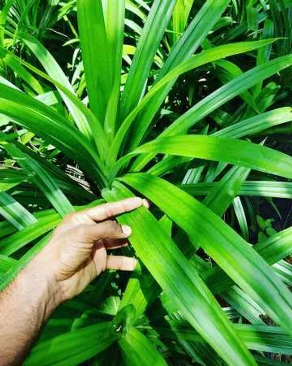 Bahan_Traders_Biriyani_Leaf_Plant_Rambha,_Pandan_Live_Plant_Screw_Pine_Leaf_Annapurna_Edeble_Herbs_Plant