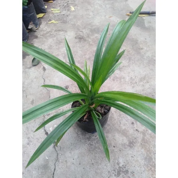 Bahan_Traders_Biriyani_Leaf_Plant_Rambha,_Pandan_Live_Plant_Screw_Pine_Leaf_Annapurna_Edeble_Herbs_Plant