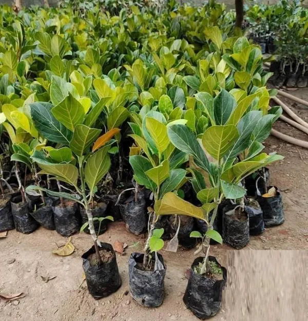 Bahan_Traders_All_Season_Jackfruit_Plant_|_Vietnam_Daeng_Surya_|_Variety_Grafted_Fruit_Tree_Height_1.5_-_2_Feet,_Early_Fruiting_In_1_Year