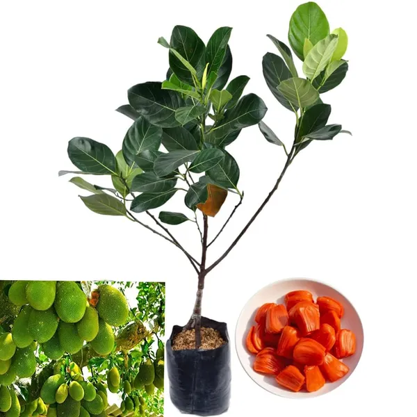 Bahan_Traders_All_Season_Jackfruit_Plant_|_Vietnam_Daeng_Surya_|_Variety_Grafted_Fruit_Tree_Height_1.5_-_2_Feet,_Early_Fruiting_In_1_Year