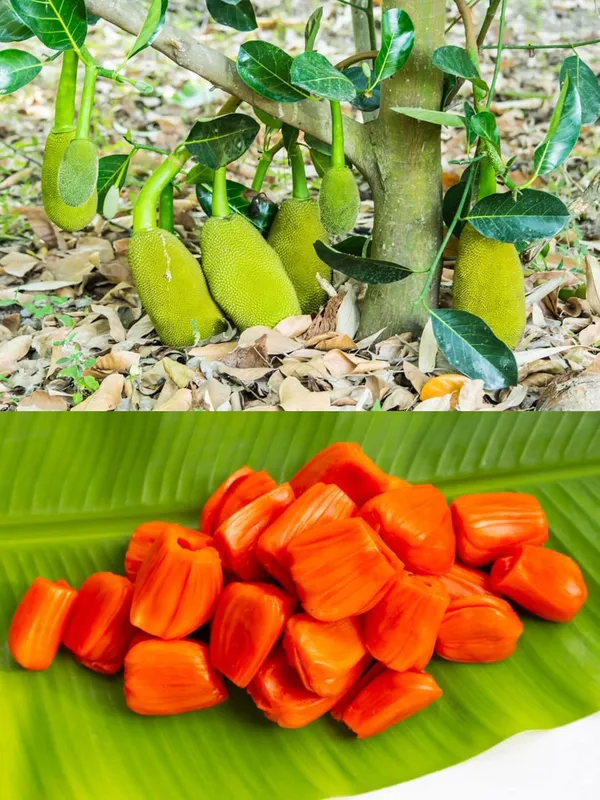 Bahan_Traders_All_Season_Jackfruit_Plant_|_Vietnam_Daeng_Surya_|_Variety_Grafted_Fruit_Tree_Height_1.5_-_2_Feet,_Early_Fruiting_In_1_Year