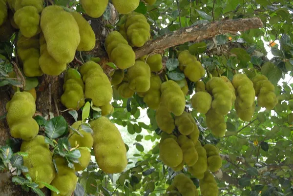 Bahan_Traders_All_Season_Jackfruit_Plant_|_Vietnam_Daeng_Surya_|_Variety_Grafted_Fruit_Tree_Height_1.5_-_2_Feet,_Early_Fruiting_In_1_Year