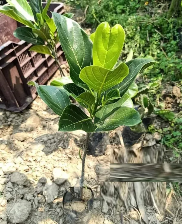 Bahan_Traders_All_Season_Jackfruit_Plant_|_Vietnam_Daeng_Surya_|_Variety_Grafted_Fruit_Tree_Height_1.5_-_2_Feet,_Early_Fruiting_In_1_Year