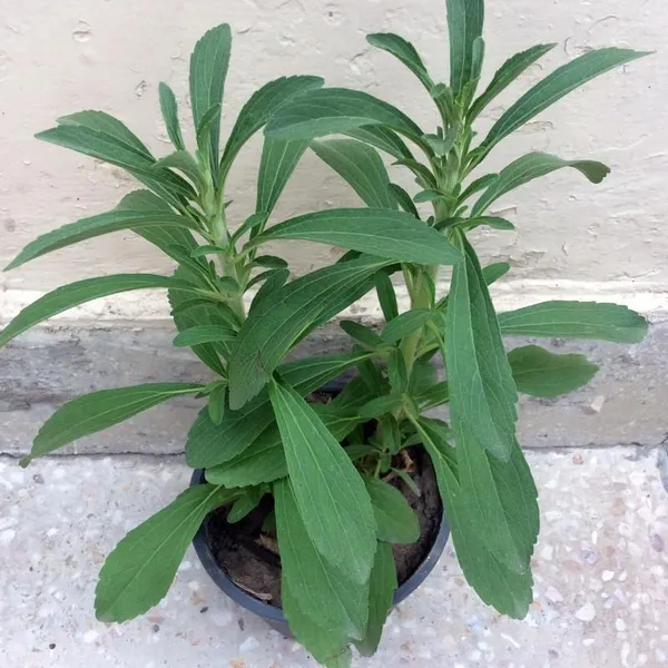 Bahan_Traders_Rare_Stevia_Plant_Stevia_Rebaudiana_Sweet_Leaves_Live_Edible_Herbal_Plant_With_Polybag
