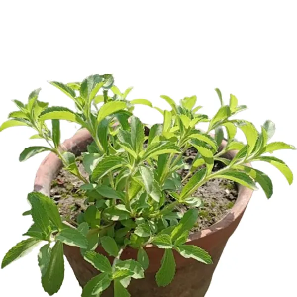 Bahan_Traders_Rare_Stevia_Plant_Stevia_Rebaudiana_Sweet_Leaves_Live_Edible_Herbal_Plant_With_Polybag