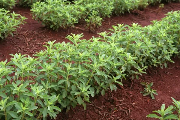 Bahan_Traders_Rare_Stevia_Plant_Stevia_Rebaudiana_Sweet_Leaves_Live_Edible_Herbal_Plant_With_Polybag
