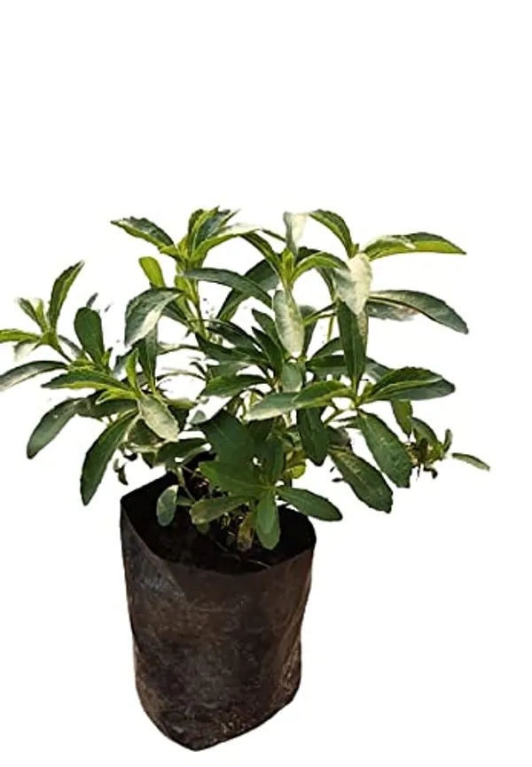 Bahan_Traders_Rare_Stevia_Plant_Stevia_Rebaudiana_Sweet_Leaves_Live_Edible_Herbal_Plant_With_Polybag