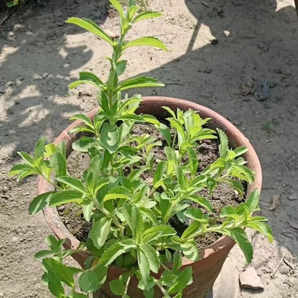 Bahan_Traders_Rare_Stevia_Plant_Stevia_Rebaudiana_Sweet_Leaves_Live_Edible_Herbal_Plant_With_Polybag