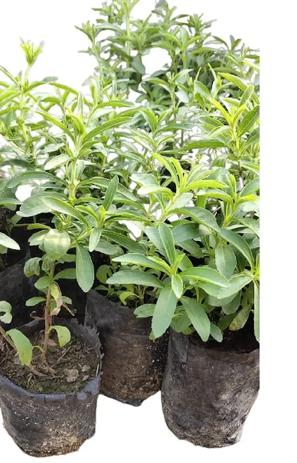 Bahan_Traders_Rare_Stevia_Plant_Stevia_Rebaudiana_Sweet_Leaves_Live_Edible_Herbal_Plant_With_Polybag