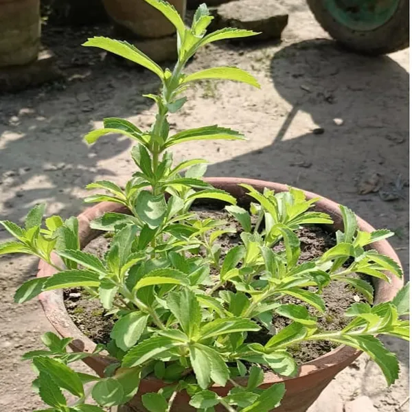 Bahan_Traders_Rare_Stevia_Plant_Stevia_Rebaudiana_Sweet_Leaves_Live_Edible_Herbal_Plant_With_Polybag