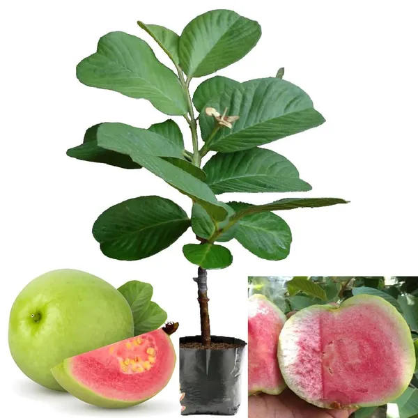 Bahan_Traders_Seedless_Amrud_Live_Red_Diamond_Guava_Grafted_Plant_With_Polybag_Hight_Of_The_Tree_1.5_-_2_Ft