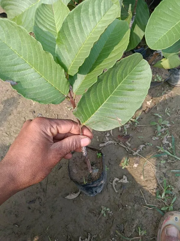 Bahan_Traders_Seedless_Amrud_Live_Red_Diamond_Guava_Grafted_Plant_With_Polybag_Hight_Of_The_Tree_1.5_-_2_Ft