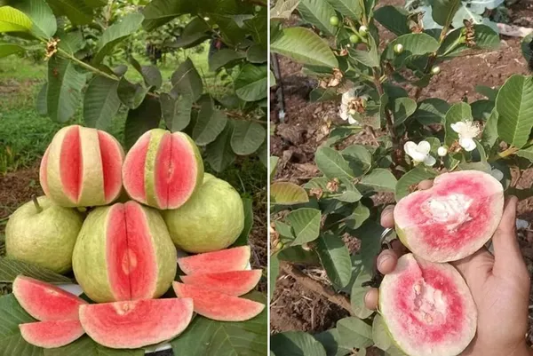 Bahan_Traders_Seedless_Amrud_Live_Red_Diamond_Guava_Grafted_Plant_With_Polybag_Hight_Of_The_Tree_1.5_-_2_Ft