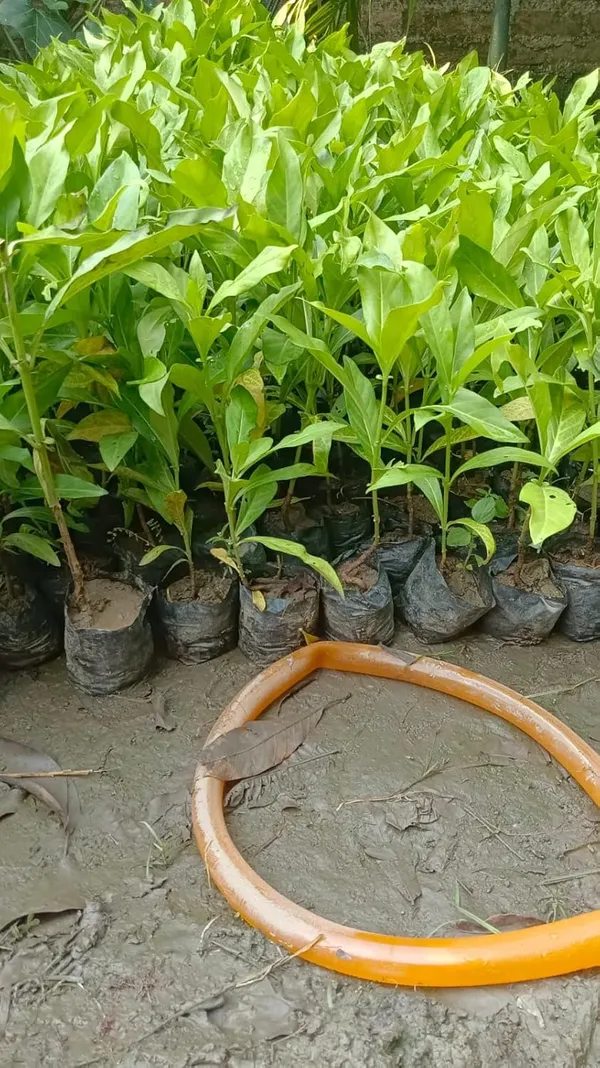 Bahan_Traders_Sweet_Rare_Noni_Fruit_Plant_|_Cheese_Fruits_1_Healthy_Live_Tree_With_Pollybag
