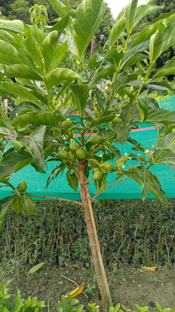 Bahan_Traders_Sweet_Rare_Noni_Fruit_Plant_|_Cheese_Fruits_1_Healthy_Live_Tree_With_Pollybag