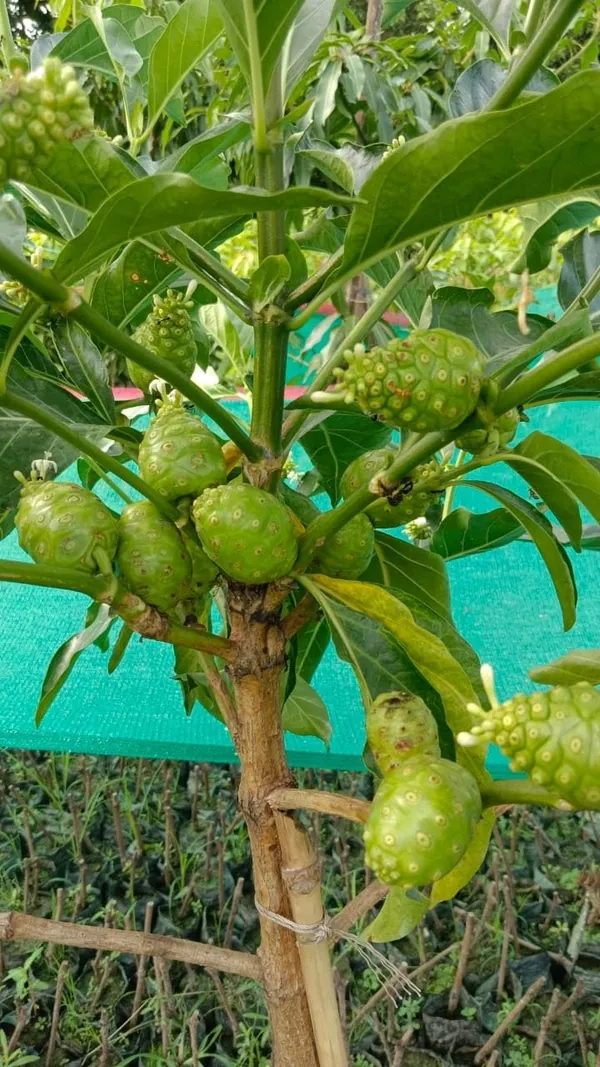 Bahan_Traders_Sweet_Rare_Noni_Fruit_Plant_|_Cheese_Fruits_1_Healthy_Live_Tree_With_Pollybag