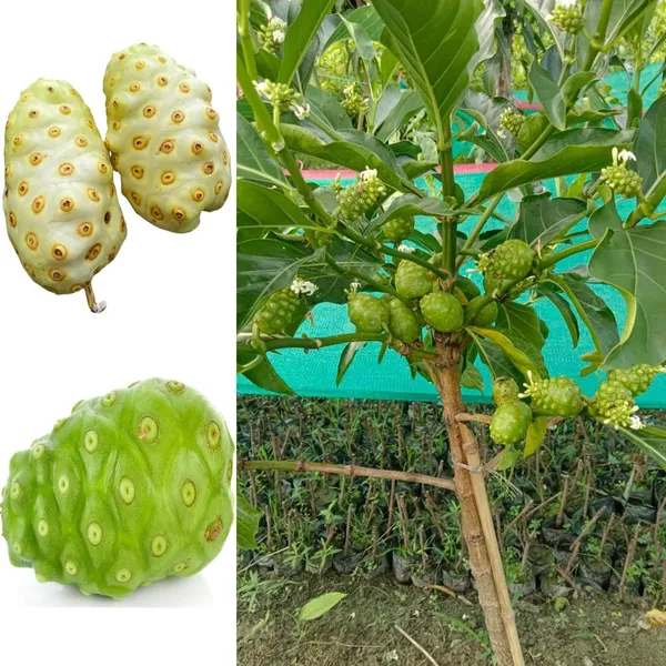 Bahan_Traders_Sweet_Rare_Noni_Fruit_Plant_|_Cheese_Fruits_1_Healthy_Live_Tree_With_Pollybag