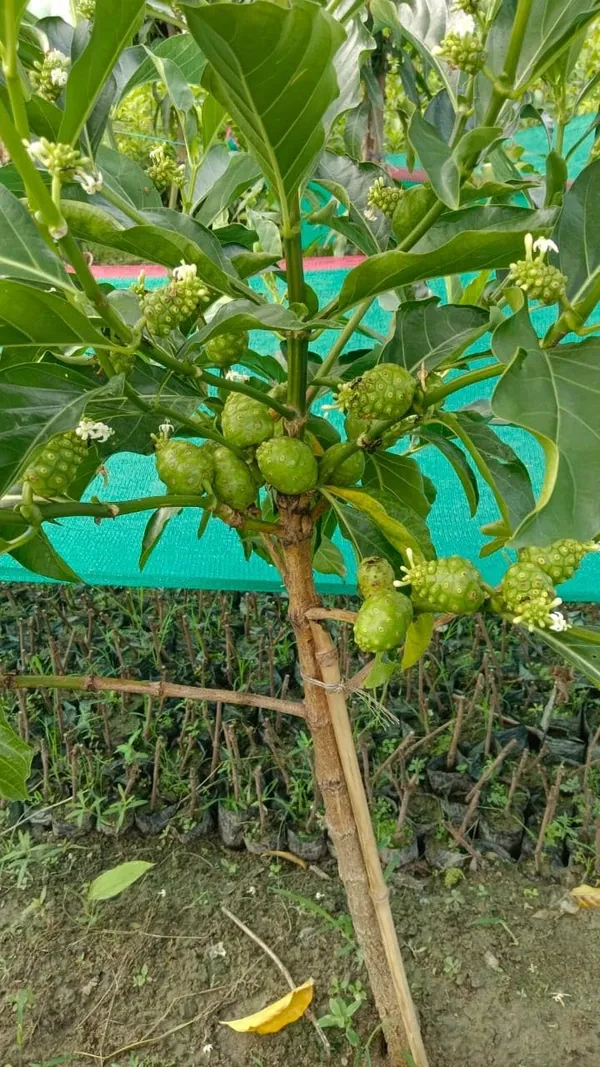Bahan_Traders_Sweet_Rare_Noni_Fruit_Plant_|_Cheese_Fruits_1_Healthy_Live_Tree_With_Pollybag