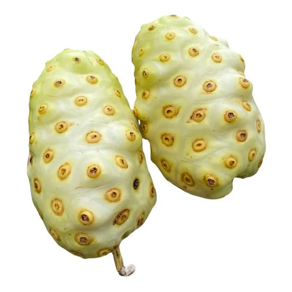 Bahan_Traders_Sweet_Rare_Noni_Fruit_Plant_|_Cheese_Fruits_1_Healthy_Live_Tree_With_Pollybag